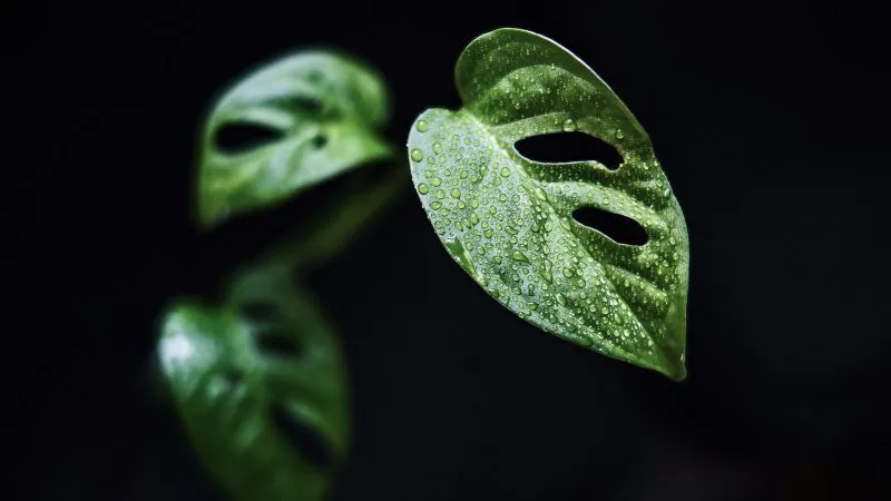 Uprawa roślin tropikalnych w growboxach